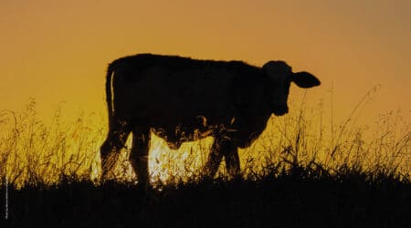 5Âº Webinar Bienestar y Confort en Vacas Lecheras