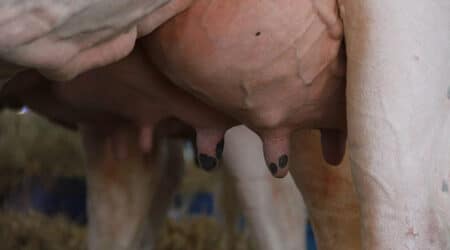 5Âº Webinar Bienestar y Confort en Vacas Lecheras